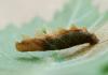 Coleophora limosipennella